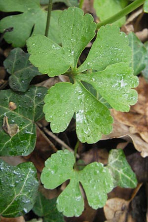 Ranunculus excisus \ Ausgeschnittener Gold-Hahnenfu� / Excised Goldilocks, D Donnersberg 26.4.2012
