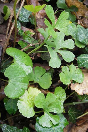 Ranunculus excisus \ Ausgeschnittener Gold-Hahnenfu� / Excised Goldilocks, D Donnersberg 26.4.2012