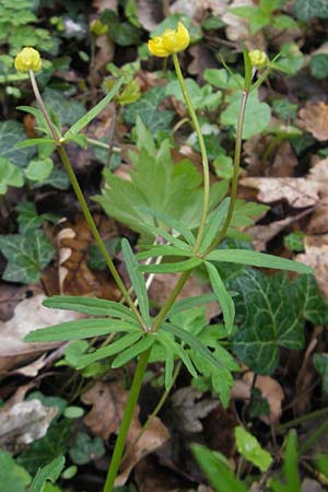 Ranunculus excisus \ Ausgeschnittener Gold-Hahnenfu� / Excised Goldilocks, D Donnersberg 26.4.2012