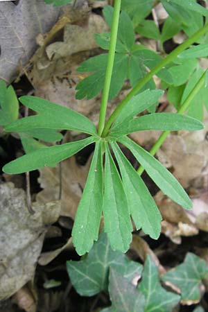 Ranunculus excisus \ Ausgeschnittener Gold-Hahnenfu� / Excised Goldilocks, D Donnersberg 3.5.2012