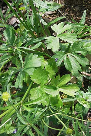 Ranunculus excisus \ Ausgeschnittener Gold-Hahnenfu� / Excised Goldilocks, D Donnersberg 3.5.2012