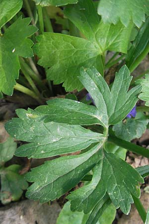 Ranunculus excisus \ Ausgeschnittener Gold-Hahnenfu� / Excised Goldilocks, D Donnersberg 3.5.2012