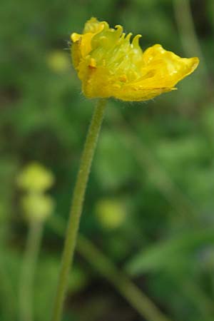 Ranunculus excisus \ Ausgeschnittener Gold-Hahnenfu� / Excised Goldilocks, D Donnersberg 3.5.2012
