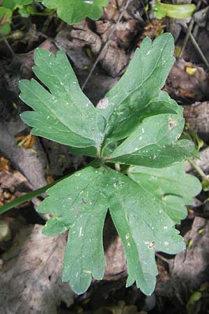 Ranunculus excisus \ Ausgeschnittener Gold-Hahnenfu� / Excised Goldilocks, D Donnersberg 3.5.2012