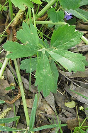 Ranunculus excisus \ Ausgeschnittener Gold-Hahnenfu� / Excised Goldilocks, D Donnersberg 3.5.2012