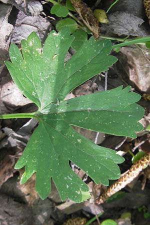Ranunculus excisus \ Ausgeschnittener Gold-Hahnenfu� / Excised Goldilocks, D Donnersberg 3.5.2012