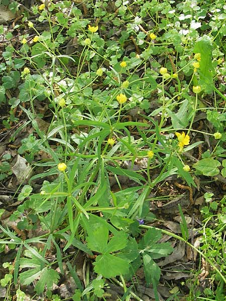 Ranunculus excisus \ Ausgeschnittener Gold-Hahnenfu� / Excised Goldilocks, D Donnersberg 3.5.2012
