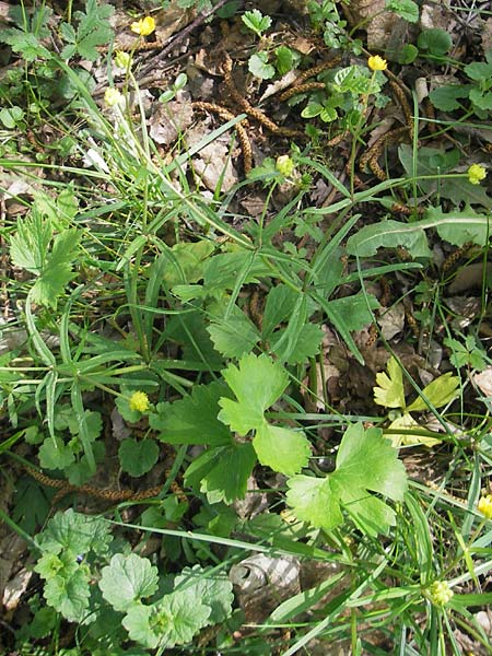 Ranunculus excisus \ Ausgeschnittener Gold-Hahnenfu� / Excised Goldilocks, D Donnersberg 3.5.2012