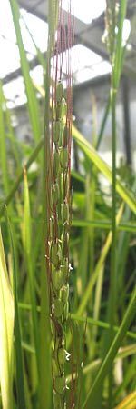 Oryza sativa \ Reis / Rice, D Botan. Gar.  Universit.  Heidelberg 9.9.2012