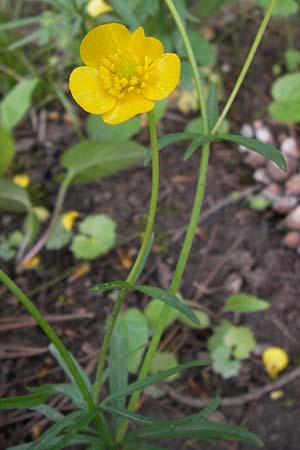 Ranunculus pseudopimus \ Unechter Stattlicher Gold-Hahnenfu� / False Portly Goldilocks, D Th&uuml;ringen Weimar, Neuer Friedhof 6.5.2013