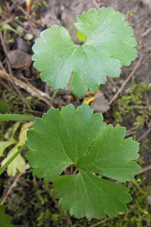 Ranunculus pseudopimus \ Unechter Stattlicher Gold-Hahnenfu� / False Portly Goldilocks, D Th&uuml;ringen Weimar, Neuer Friedhof 6.5.2013