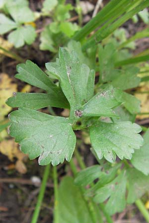 Ranunculus pseudopimus \ Unechter Stattlicher Gold-Hahnenfu� / False Portly Goldilocks, D Th&uuml;ringen Weimar, Neuer Friedhof 6.5.2013