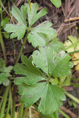 Ranunculus pseudopimus \ Unechter Stattlicher Gold-Hahnenfu� / False Portly Goldilocks, D Th&uuml;ringen Weimar, Neuer Friedhof 6.5.2013