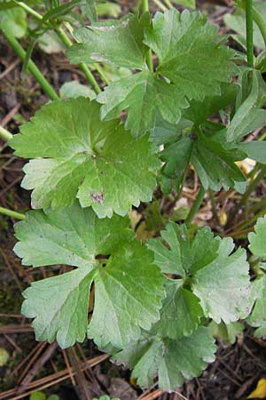 Ranunculus pseudopimus \ Unechter Stattlicher Gold-Hahnenfu� / False Portly Goldilocks, D Th&uuml;ringen Weimar, Neuer Friedhof 6.5.2013