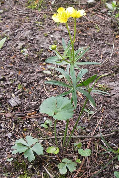 Ranunculus pseudopimus \ Unechter Stattlicher Gold-Hahnenfu� / False Portly Goldilocks, D Th&uuml;ringen Weimar, Neuer Friedhof 6.5.2013