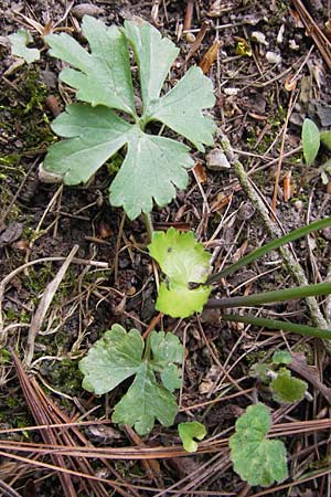 Ranunculus pseudopimus \ Unechter Stattlicher Gold-Hahnenfu� / False Portly Goldilocks, D Th&uuml;ringen Weimar, Neuer Friedhof 6.5.2013