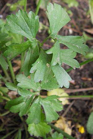 Ranunculus pseudopimus \ Unechter Stattlicher Gold-Hahnenfu� / False Portly Goldilocks, D Th&uuml;ringen Weimar, Neuer Friedhof 6.5.2013