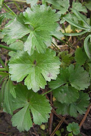 Ranunculus pseudopimus \ Unechter Stattlicher Gold-Hahnenfu� / False Portly Goldilocks, D Th&uuml;ringen Weimar, Neuer Friedhof 6.5.2013
