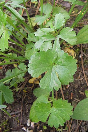 Ranunculus pseudopimus \ Unechter Stattlicher Gold-Hahnenfu� / False Portly Goldilocks, D Th&uuml;ringen Weimar, Neuer Friedhof 6.5.2013