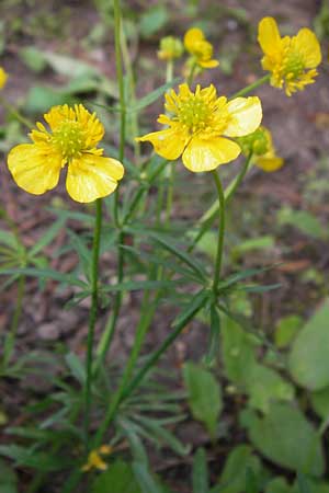 Ranunculus pseudopimus \ Unechter Stattlicher Gold-Hahnenfu� / False Portly Goldilocks, D Th&uuml;ringen Weimar, Neuer Friedhof 6.5.2013