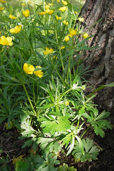 Ranunculus abstrusus \ Sonderbarer Gold-Hahnenfu / Peculiar Goldilocks, D Thüringen Weimar, Neuer Friedhof 6.5.2013