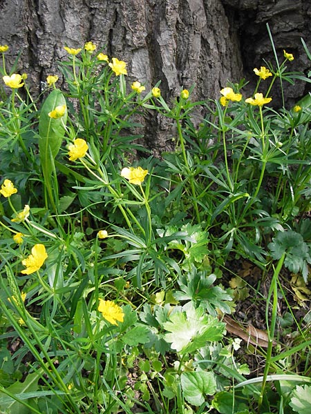 Ranunculus abstrusus \ Sonderbarer Gold-Hahnenfu / Peculiar Goldilocks, D Thüringen Weimar, Neuer Friedhof 6.5.2013
