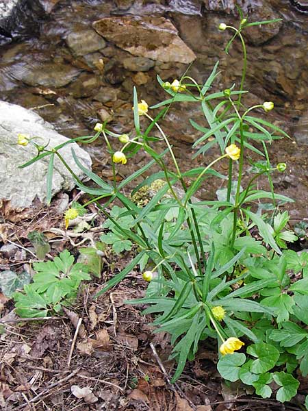 Ranunculus excisus \ Ausgeschnittener Gold-Hahnenfu� / Excised Goldilocks, D Klotten 12.4.2014