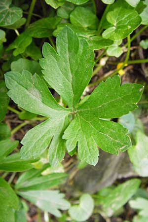 Ranunculus excisus \ Ausgeschnittener Gold-Hahnenfu� / Excised Goldilocks, D Klotten 12.4.2014