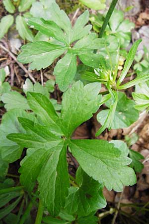 Ranunculus excisus \ Ausgeschnittener Gold-Hahnenfu� / Excised Goldilocks, D Klotten 12.4.2014