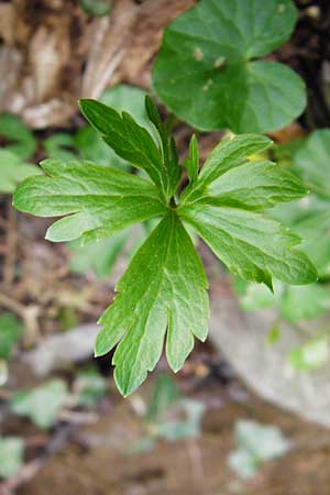 Ranunculus excisus \ Ausgeschnittener Gold-Hahnenfu� / Excised Goldilocks, D Klotten 12.4.2014