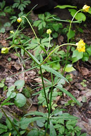 Ranunculus excisus \ Ausgeschnittener Gold-Hahnenfu� / Excised Goldilocks, D Klotten 12.4.2014