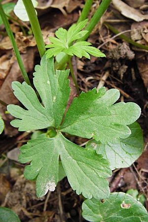 Ranunculus excisus \ Ausgeschnittener Gold-Hahnenfu� / Excised Goldilocks, D Klotten 12.4.2014