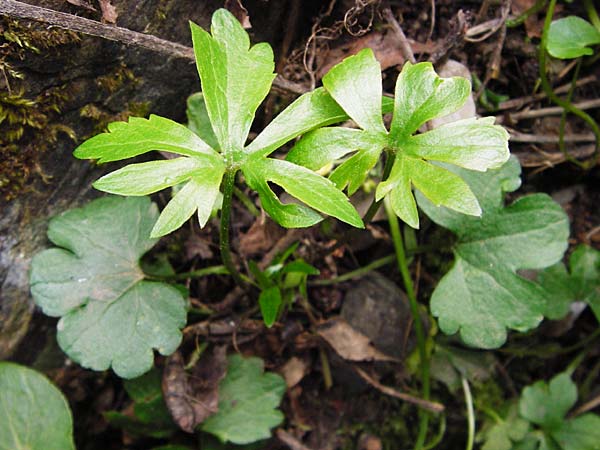 Ranunculus excisus \ Ausgeschnittener Gold-Hahnenfu� / Excised Goldilocks, D Klotten 12.4.2014