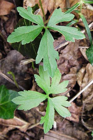 Ranunculus excisus \ Ausgeschnittener Gold-Hahnenfu� / Excised Goldilocks, D Klotten 12.4.2014