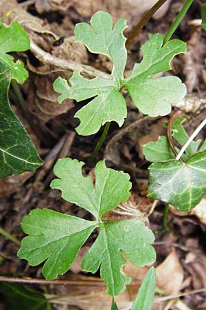 Ranunculus excisus \ Ausgeschnittener Gold-Hahnenfu� / Excised Goldilocks, D Klotten 12.4.2014