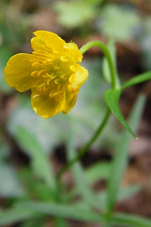 Ranunculus excisus \ Ausgeschnittener Gold-Hahnenfu� / Excised Goldilocks, D Klotten 12.4.2014