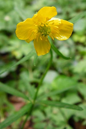 Ranunculus excisus \ Ausgeschnittener Gold-Hahnenfu� / Excised Goldilocks, D Klotten 12.4.2014