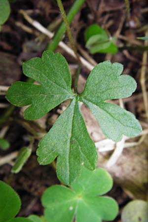 Ranunculus excisus \ Ausgeschnittener Gold-Hahnenfu� / Excised Goldilocks, D Klotten 12.4.2014