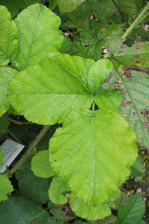 Rubus fuernrohrii \ Frnrohrs Haselblatt-Brombeere, D Botan. Gar.  Universit.  Regensburg 5.8.2011