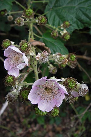 Rubus fruticosus agg. \ Brombeere / Bramble, Blackberry, D Weinheim an der Bergstraße 27.6.2012