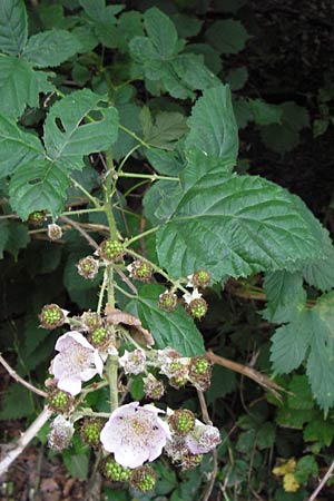 Rubus fruticosus agg. \ Brombeere / Bramble, Blackberry, D Weinheim an der Bergstraße 27.6.2012