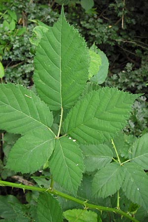 Rubus fruticosus agg. \ Brombeere / Bramble, Blackberry, D Weinheim an der Bergstraße 27.6.2012