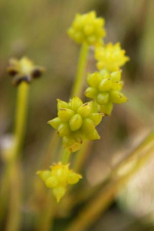 Ranunculus flammula \ Brennender Hahnenfu / Lesser Spearwort, D Kehl 28.7.2012