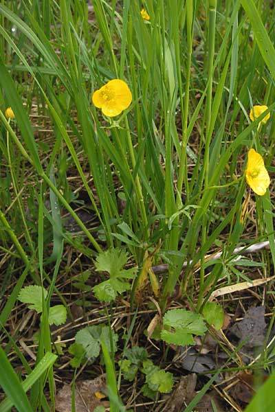 Ranunculus franconicus \ Frnkischer Gold-Hahnenfu / Franconian Goldilocks, D Werneck 4.5.2013