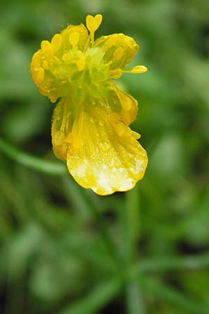 Ranunculus franconicus \ Frnkischer Gold-Hahnenfu / Franconian Goldilocks, D Röthlein 5.5.2013