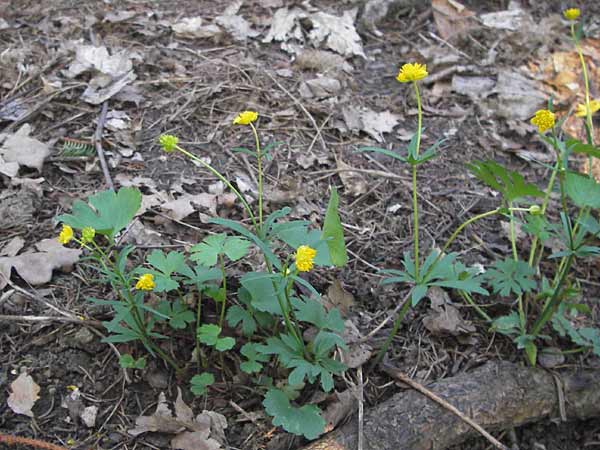 Ranunculus opimus \ Stattlicher Gold-Hahnenfu, Feister Gold-Hahnenfu / Portly Goldilocks, D Thüringen, Weimar 5.5.2013