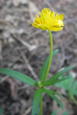 Ranunculus opimus \ Stattlicher Gold-Hahnenfu, Feister Gold-Hahnenfu / Portly Goldilocks, D Thüringen, Weimar 5.5.2013