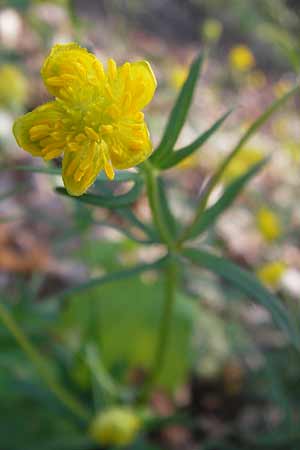 Ranunculus opimus \ Stattlicher Gold-Hahnenfu, Feister Gold-Hahnenfu / Portly Goldilocks, D Thüringen, Weimar 5.5.2013