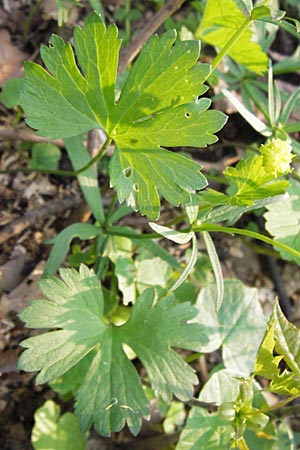 Ranunculus opimus \ Stattlicher Gold-Hahnenfu, Feister Gold-Hahnenfu / Portly Goldilocks, D Thüringen, Weimar 5.5.2013