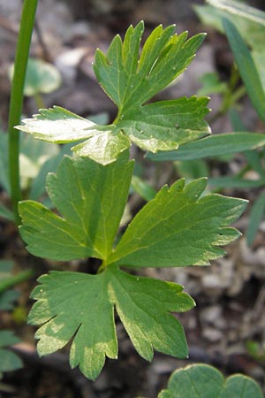 Ranunculus opimus \ Stattlicher Gold-Hahnenfu, Feister Gold-Hahnenfu / Portly Goldilocks, D Thüringen, Weimar 5.5.2013